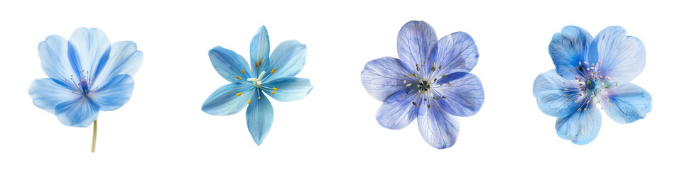 Obraz premium Set of Beautiful Blue Flowers with Delicate Petals Isolated on Transparent Background