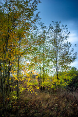 Landscape photography on the field with big and smooth clouds in the sky,Stormy weather on the picture.Big blue clouds iver the forest nd field, morning landscape in the woodlands.Aurumn blue hour,