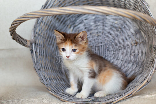 Tortoiseshell kitten with sore eyes in a basket