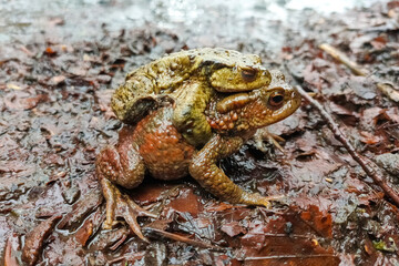 Accouplement de crapauds commun (Bufo bufo)