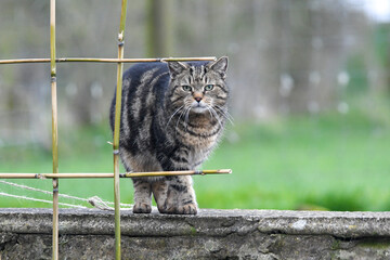 Chat de goutti&egrave;re debout