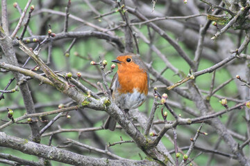 Rouge-gorge familier (Erithacus rubecula) dans des branchages pendant l'hiver
