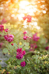 Pink rose flowers on the rose bush in the garden in summer