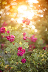 Pink rose flowers on the rose bush in the garden in summer