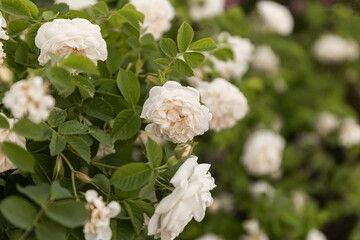 Pink rose flowers on the rose bush in the garden in summer