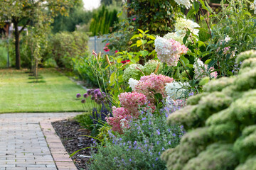Bouquet hydrangea blooming in the garden.