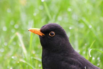 Merle noir mâle (Turdus merula) dans l'herbe haute