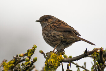 Accenteur mouchet (Prunella modularis)