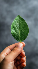 Touch of Nature: Fresh Green Leaf Held in Hand