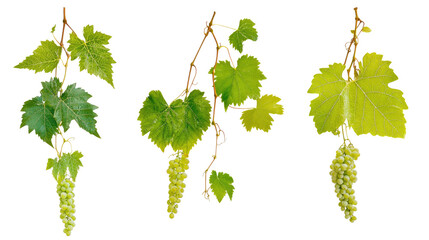 Collection of Green Grape Leaves and Vines on a Transparent Background Generative AI