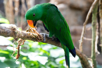 Parrot Eclectus roratus strips the bark of a tree. Bright green bird side view