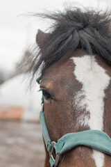  Close-up of a horse's face with a distinctive white blaze on its forehead and tousled mane,...