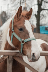 Naklejka premium Horse with a white and brown coat and teal halter standing calmly near a wooden fence on a winter day. Ideal for animal, pet, or countryside themes. 