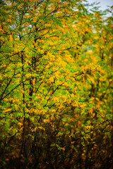 Landscape with beautiful and mystery trees, yellow and orange leaves on tree.Landscape photography in the woodlands, misty and foggy weather .Forest at autumn morning , trees in the forest 