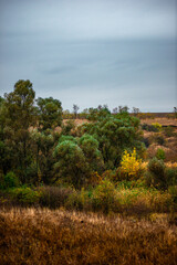 Landscape with beautiful and mystery trees, yellow and orange leaves on tree.Landscape photography in the woodlands, misty and foggy weather .Forest at autumn morning , trees in the forest 