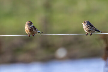 Female Linnet (Linaria cannabina) – Commonly found in grasslands, spotted at Turvey Nature Reserve, Dublin