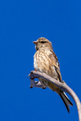 Female Linnet (Linaria cannabina) – Commonly found in grasslands, spotted at Turvey Nature Reserve, Dublin