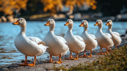 Obraz premium Ducks on the Shore