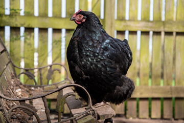 Poule Cochin noire debout sur un banc