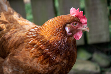 Poule pondeuse ISA brown