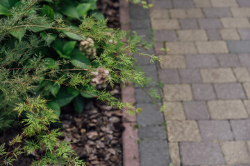 Beautiful summer garden with a walkway winding its way through