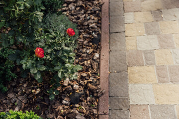 Beautiful summer garden with a walkway winding its way through