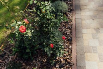 Beautiful summer garden with a walkway winding its way through