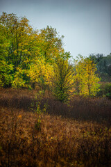 Landscape with beautiful and mystery trees, yellow and orange leaves on tree.Landscape photography in the woodlands, misty and foggy weather .Forest at autumn morning , trees in the forest 