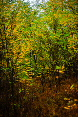 Obraz premium Leaves with dew in the forest, dawn landscape with leaves, autumn weather in the photo, orange and green leaves after rain, drops of water on leaves and branches of trees