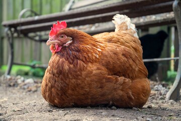 Poule pondeuse ISA brown couchée