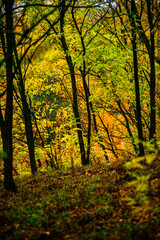 Landscape with beautiful and mystery trees, yellow and orange leaves on tree.Landscape photography in the woodlands, misty and foggy weather .Forest at autumn morning , trees in the forest 