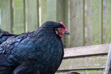 Poule Cochin noire