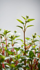 Fototapeta premium Plants background with biochemistry structure isolated with white highlights, png