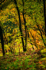 Landscape with beautiful and mystery trees, yellow and orange leaves on tree.Landscape photography in the woodlands, misty and foggy weather .Forest at autumn morning , trees in the forest 