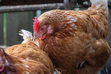 Poule pondeuse ISA brown