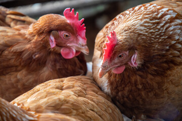 Poules pondeuses ISA brown en train d'interagir et se toiletter