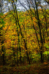 Landscape with beautiful and mystery trees, yellow and orange leaves on tree.Landscape photography in the woodlands, misty and foggy weather .Forest at autumn morning , trees in the forest 