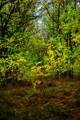 Obraz premium Landscape with beautiful and mystery trees, yellow and orange leaves on tree.Landscape photography in the woodlands, misty and foggy weather .Forest at autumn morning , trees in the forest 