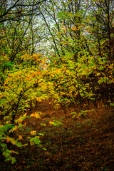 Landscape with beautiful and mystery trees, yellow and orange leaves on tree.Landscape photography in the woodlands, misty and foggy weather .Forest at autumn morning , trees in the forest 