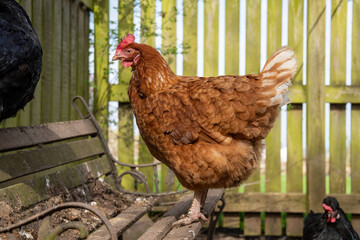 Poule pondeuse ISA brown debout sur un banc