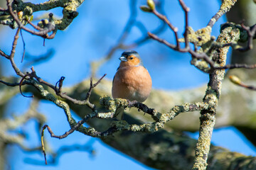 Pinson des arbres mâle (Fringilla coelebs) sur une branche dans un arbre, avec un ciel bleu d'été en arrière-plan