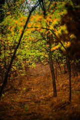 Autumn forest at morning , yellow and orange leaves on the picture,landscape photography in the Ukraine.Trees in the forest,Vertical photosoot, mystery colors.Explore the woods