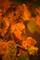 Foggy in the forest,autumn morning .Photo in the rainy and foggy weather, beautiful landscape photo, yellow and red colors .Clouds in the sky,mystery nature.Fog over the forest . Beautiful wild place