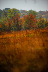 Foggy in the forest,autumn morning .Photo in the rainy and foggy weather, beautiful landscape photo, yellow and red colors .Clouds in the sky,mystery nature.Fog over the forest . Beautiful wild place