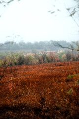 Foggy in the forest,autumn morning .Photo in the rainy and foggy weather, beautiful landscape photo, yellow and red colors .Clouds in the sky,mystery nature.Fog over the forest . Beautiful wild place