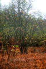 Foggy in the forest,autumn morning .Photo in the rainy and foggy weather, beautiful landscape photo, yellow and red colors .Clouds in the sky,mystery nature.Fog over the forest . Beautiful wild place