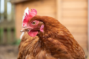 Poule pondeuse ISA brown