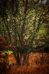 Naklejka premium Foggy in the forest,autumn morning .Photo in the rainy and foggy weather, beautiful landscape photo, yellow and red colors .Clouds in the sky,mystery nature.Fog over the forest . Beautiful wild place