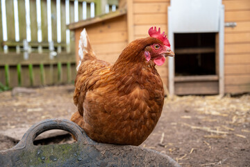 Poule pondeuse ISA brown