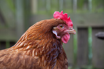 Poule pondeuse ISA brown